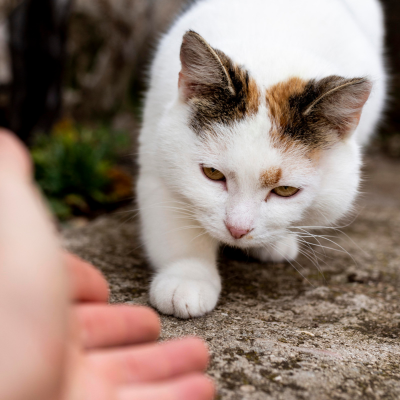 Accueillir un chat adopté : 7 conseils pratiques pour une intégration réussie